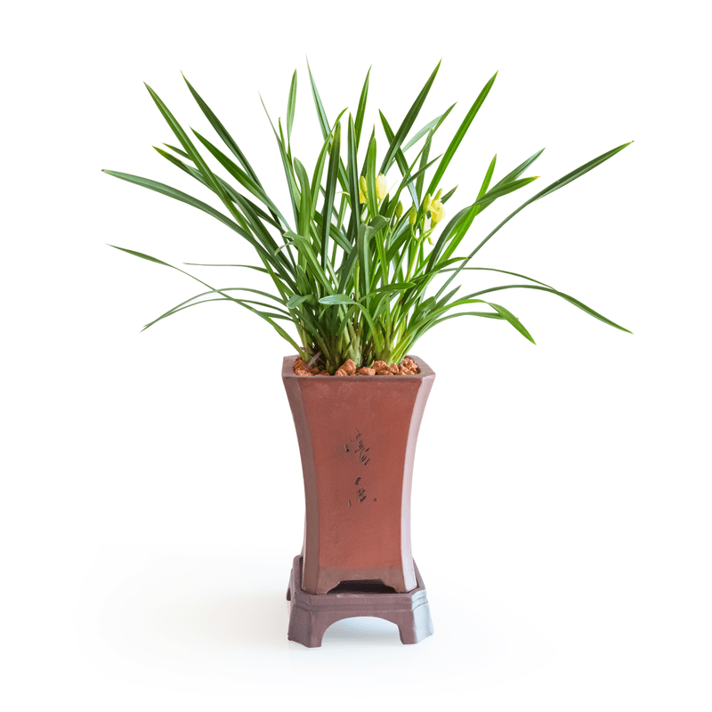 Vaso-de-Orquidea-Chinesa